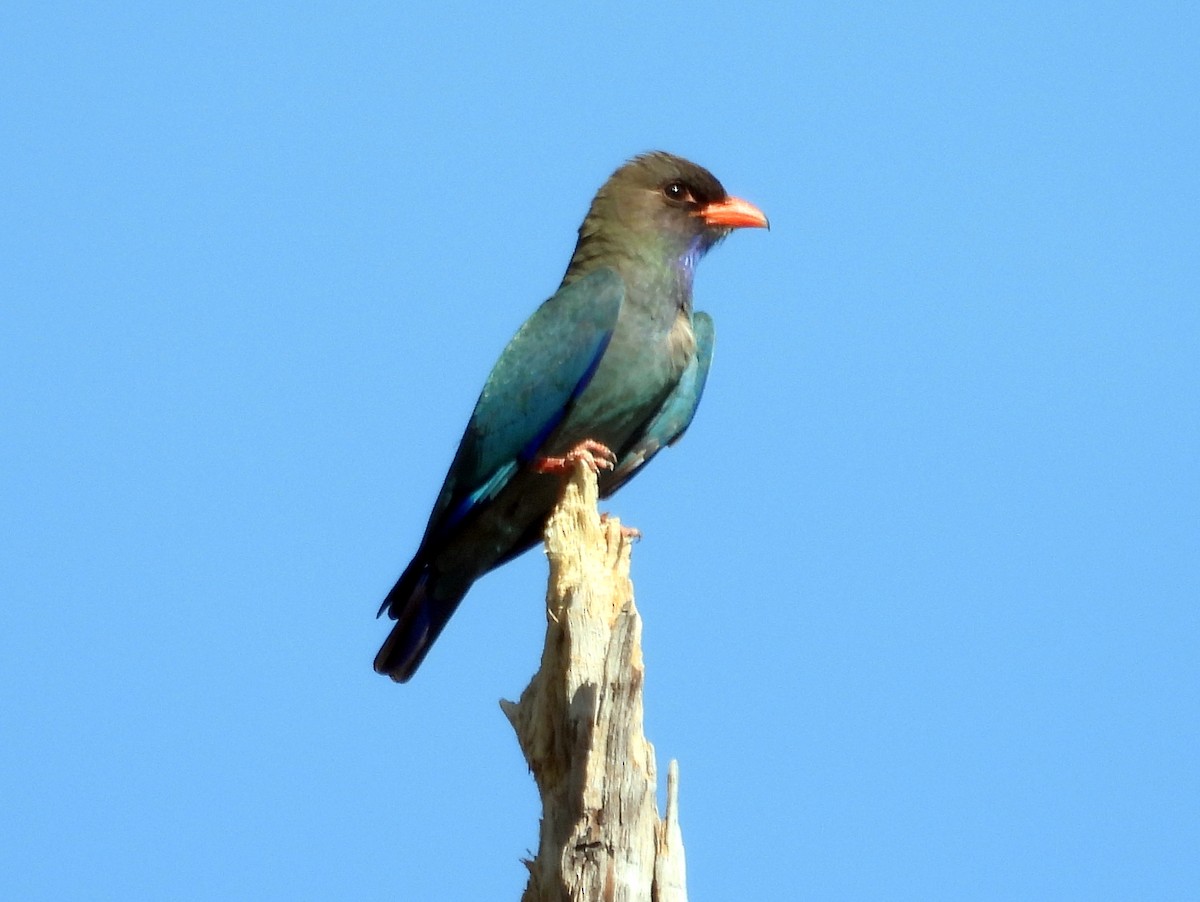 Dollarbird - ML642127203