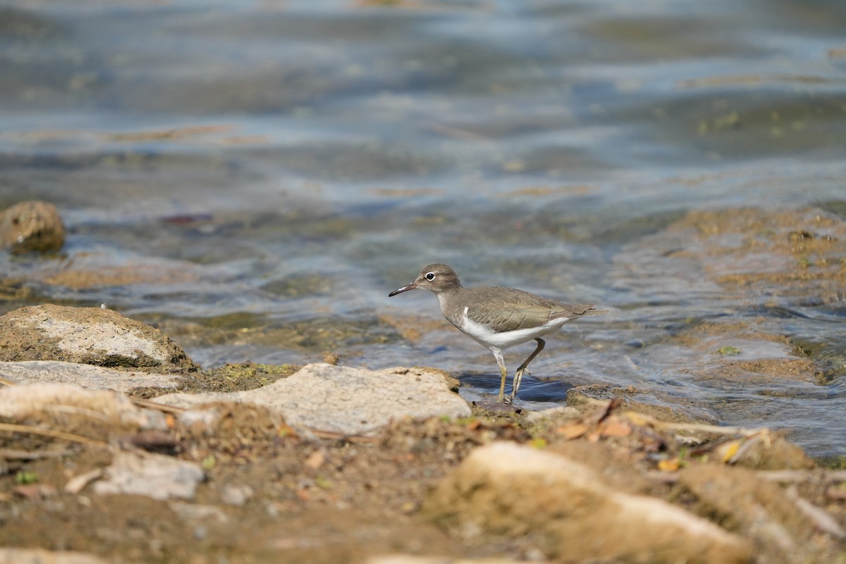 Spotted Sandpiper - ML642127211