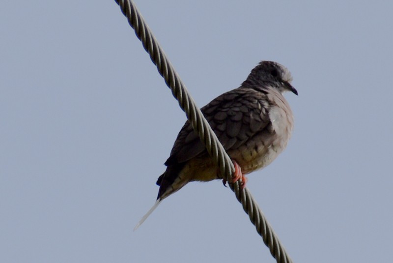 Inca Dove - ML642127212
