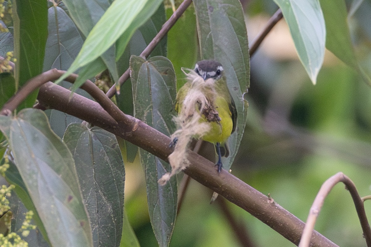 Brown-capped Tyrannulet - ML642127217