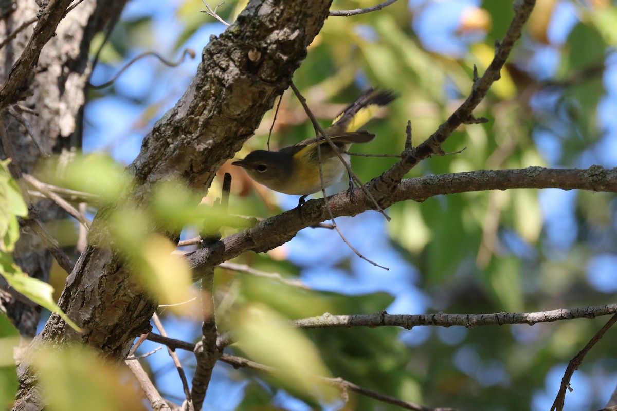 American Redstart - ML642127218