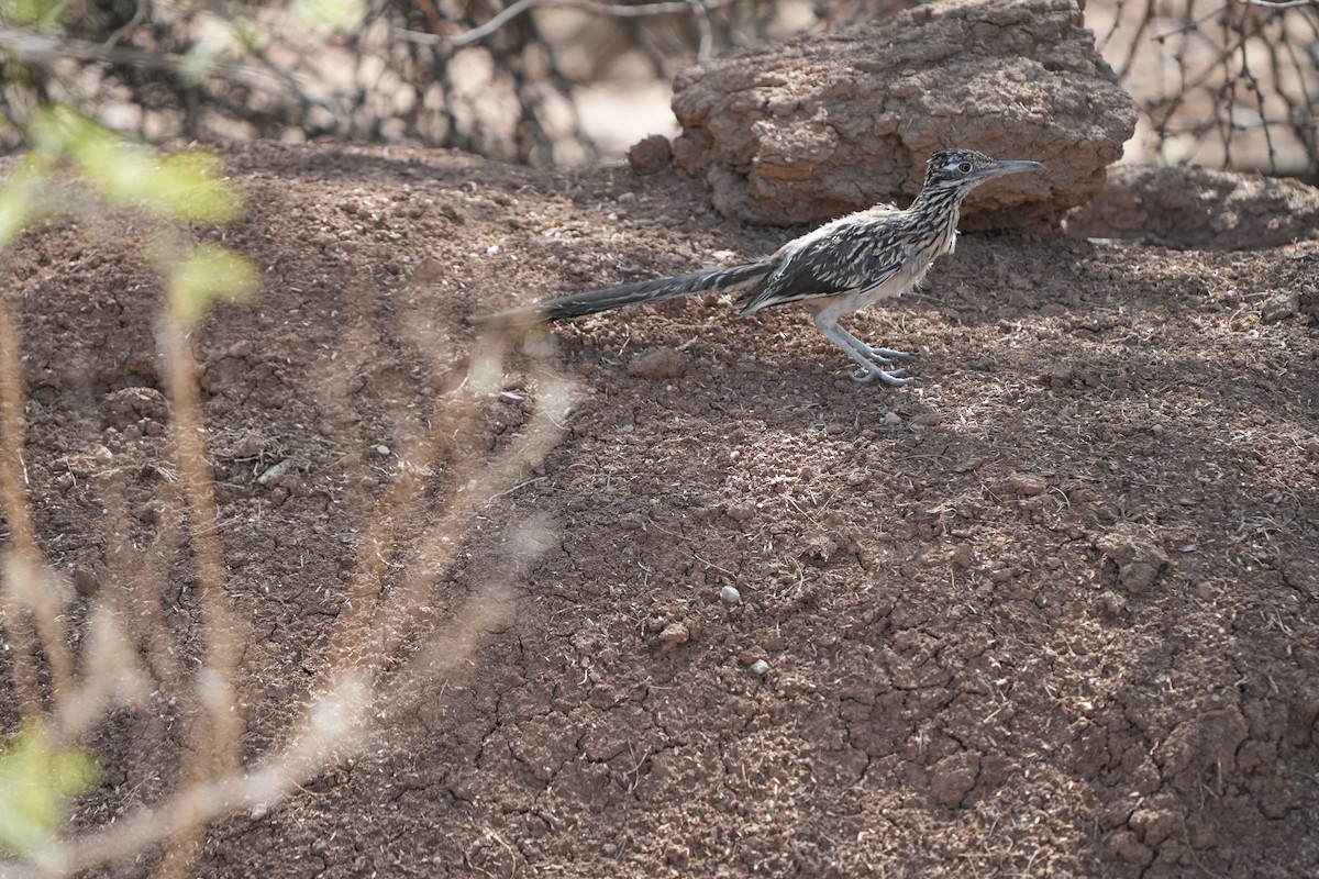 Greater Roadrunner - ML642127223