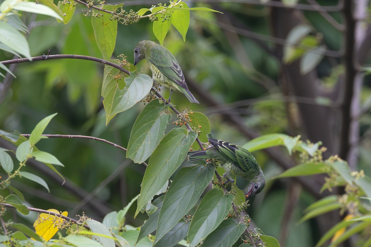 Swallow Tanager - ML642127224