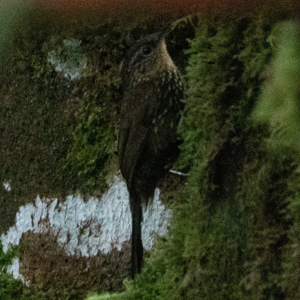 Spotted Barbtail - ML642127239