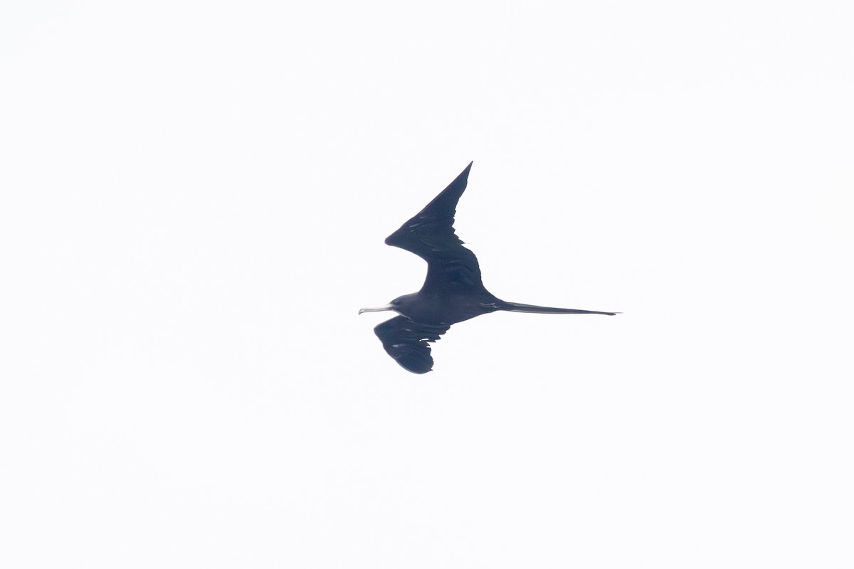 Magnificent Frigatebird - ML642127249
