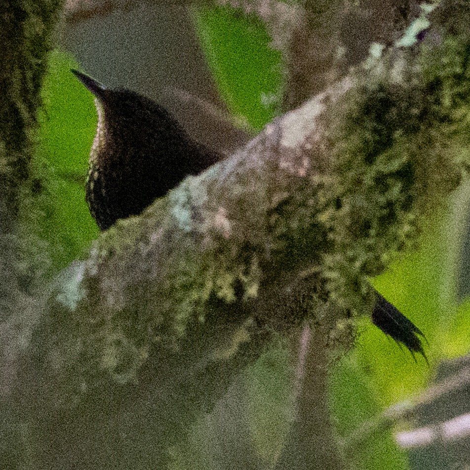 Spotted Barbtail - ML642127250