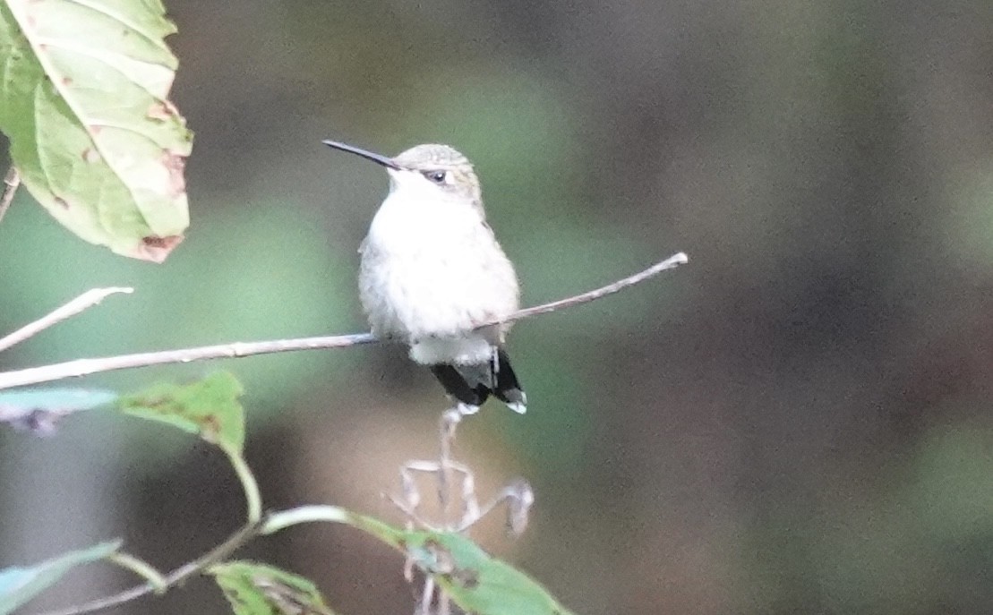 Ruby-throated Hummingbird - ML642127265