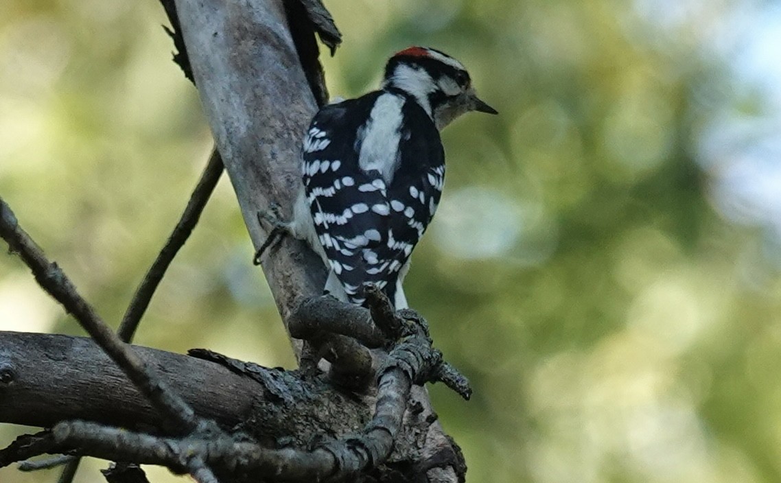 Downy Woodpecker - ML642127282