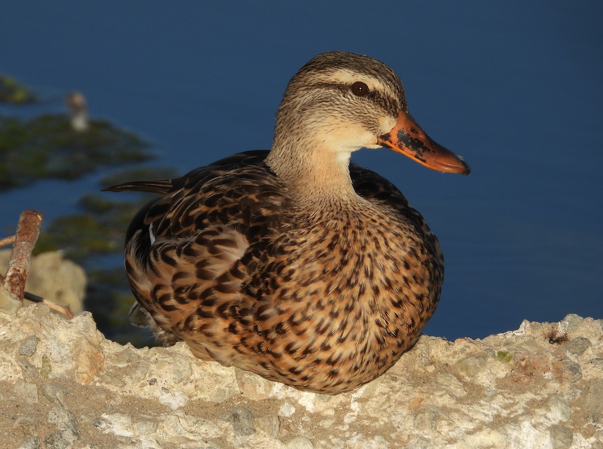 Stockente - ML642127286