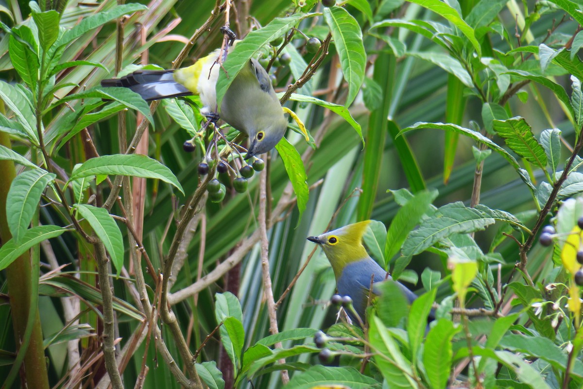 Long-tailed Silky-flycatcher - ML642127288