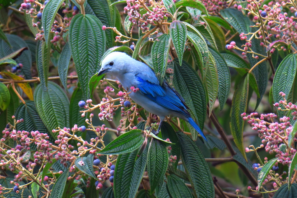 Blue-gray Tanager - ML642127291