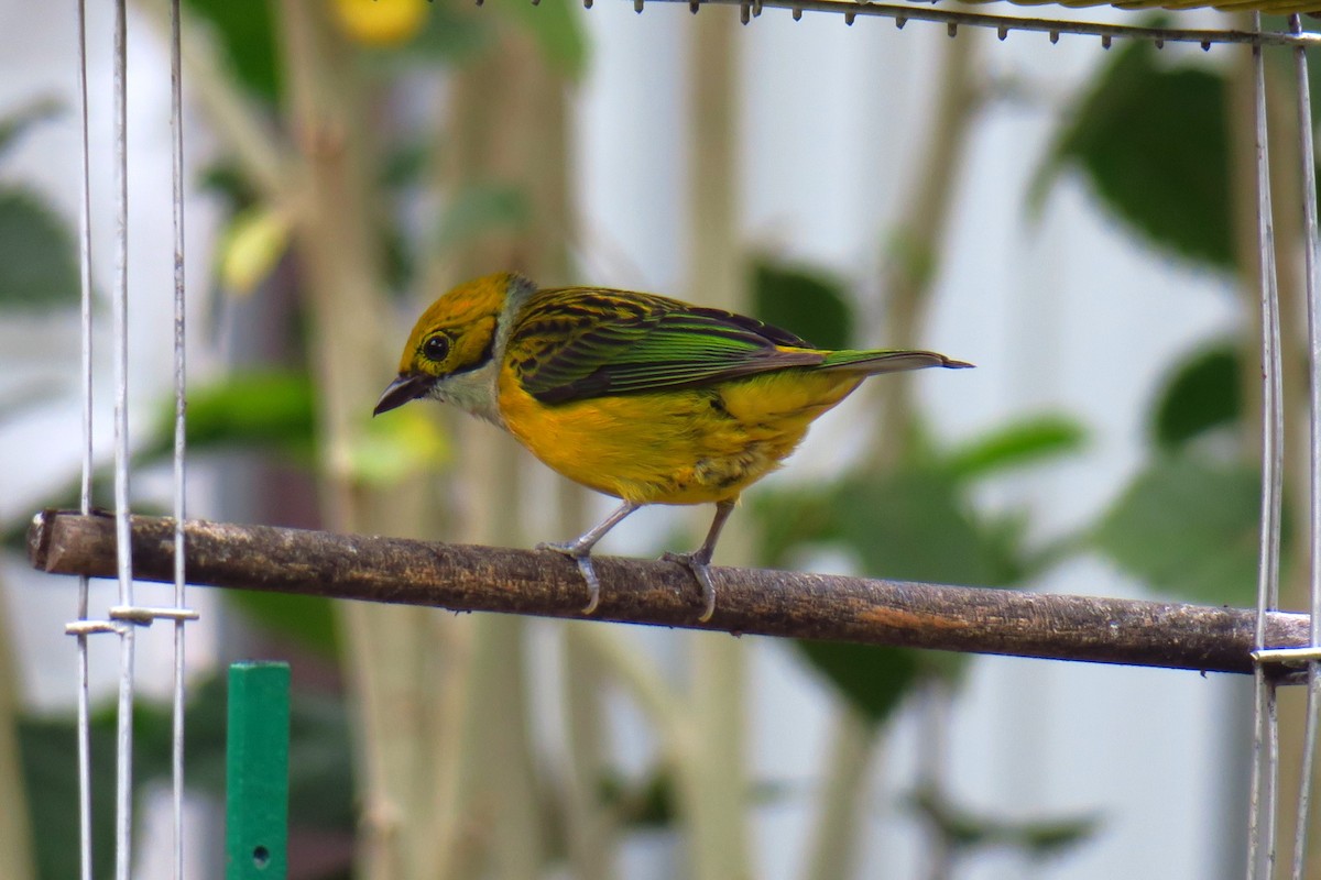 Silver-throated Tanager - ML642127297