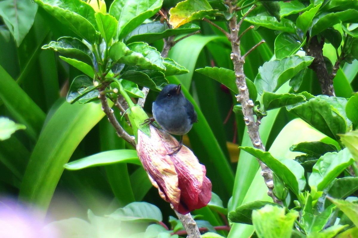 Slaty Flowerpiercer - ML642127307