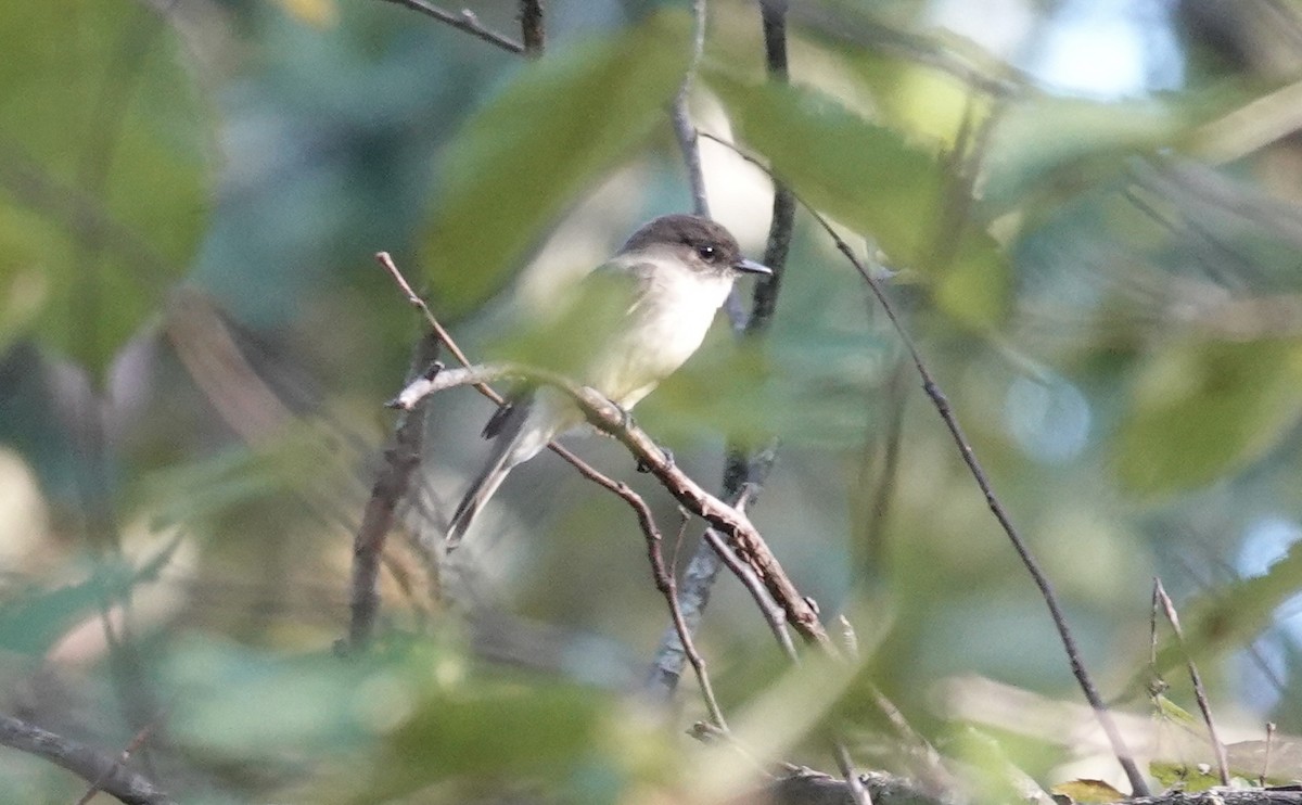 Eastern Phoebe - ML642127308