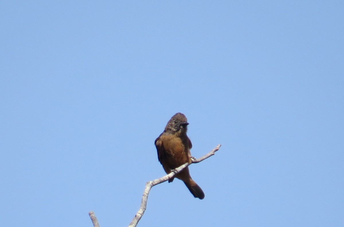 Cliff Flycatcher - ML642127317