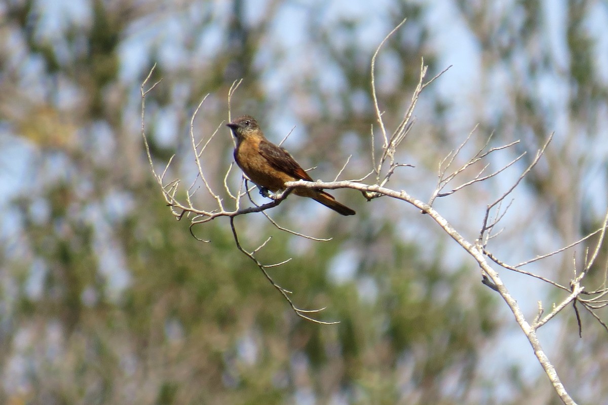 Cliff Flycatcher - ML642127319