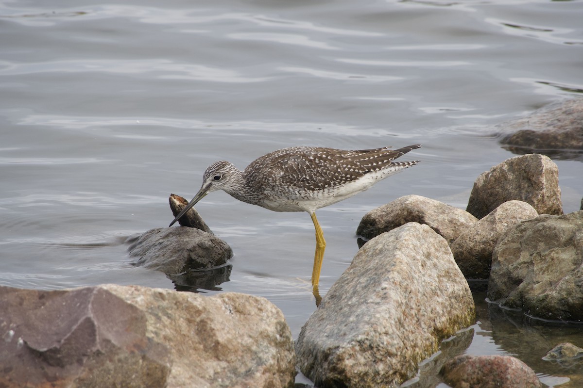 Greater Yellowlegs - ML642127334