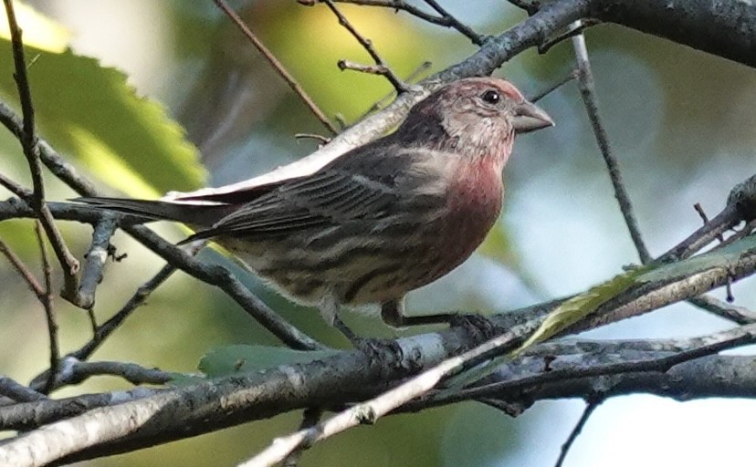 House Finch - ML642127339