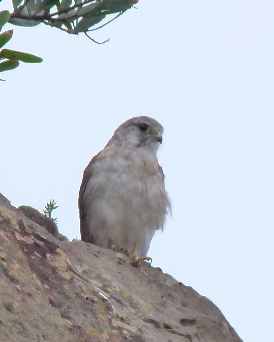 Nankeen Kestrel - ML642127348