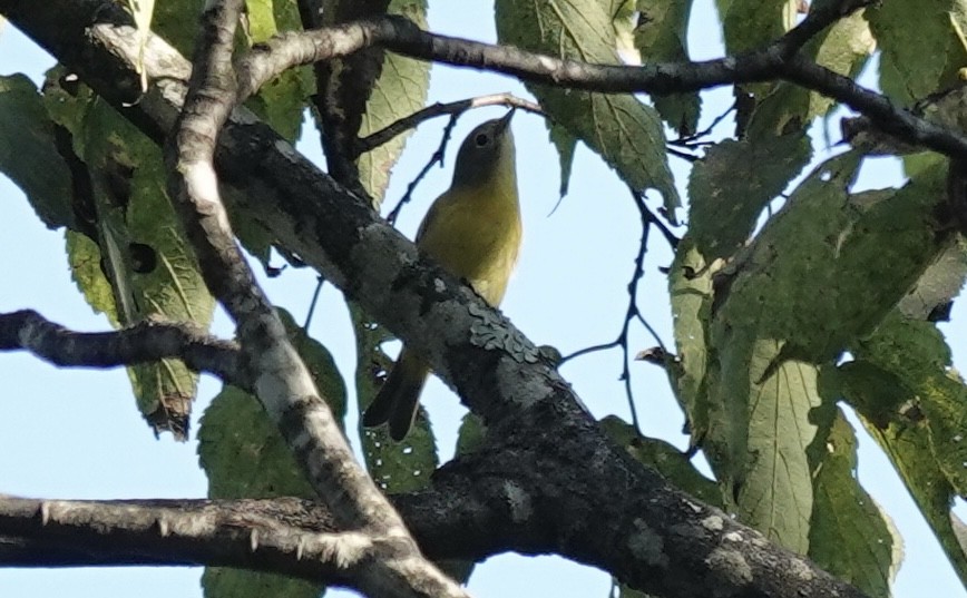 Nashville Warbler - ML642127356