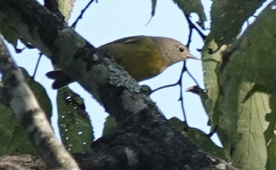 Nashville Warbler - ML642127357