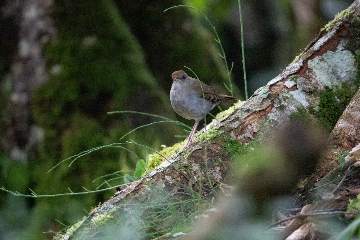 Bergmusendrossel - ML642127362