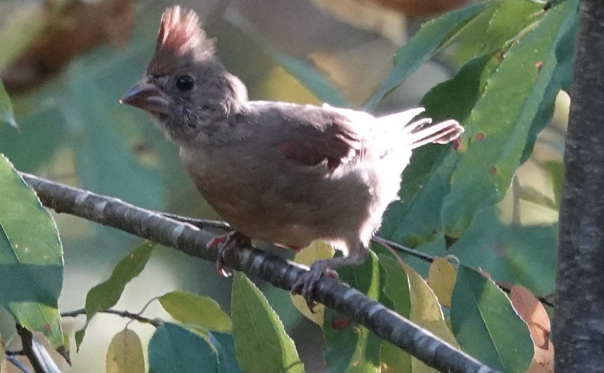 Northern Cardinal - ML642127372