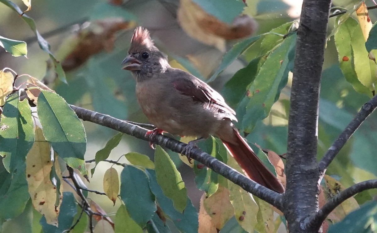 Northern Cardinal - ML642127373