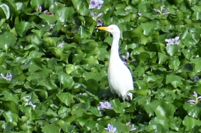 Western Cattle-Egret - ML642127377
