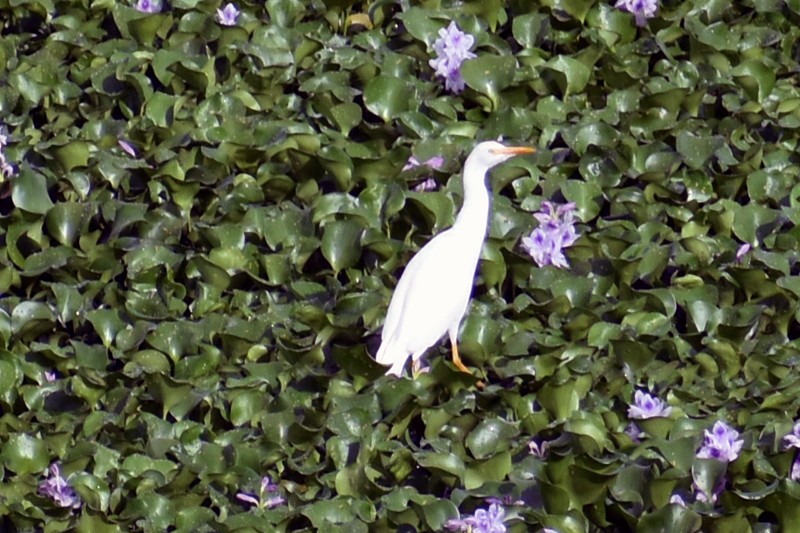 Western Cattle-Egret - ML642127378