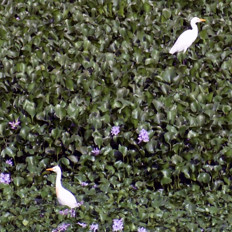 Western Cattle-Egret - ML642127380