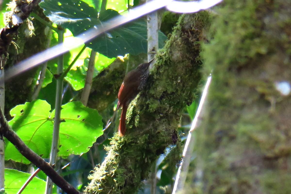 Spot-crowned Woodcreeper - ML642127382