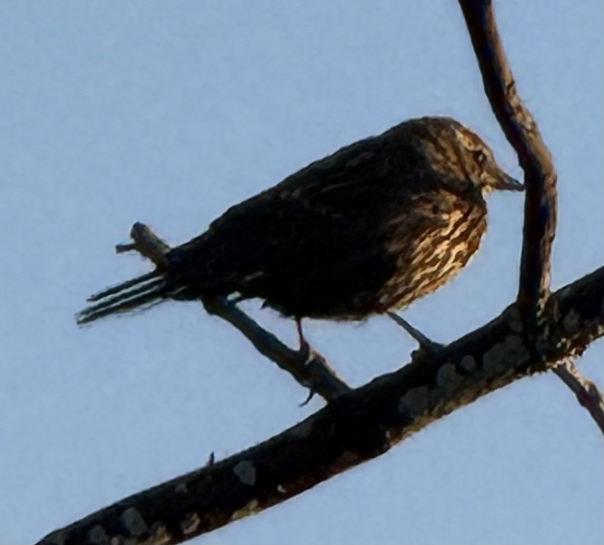 Red-winged Blackbird - ML642127383