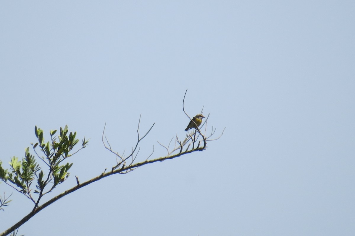 Sucrier à ventre jaune - ML642127385