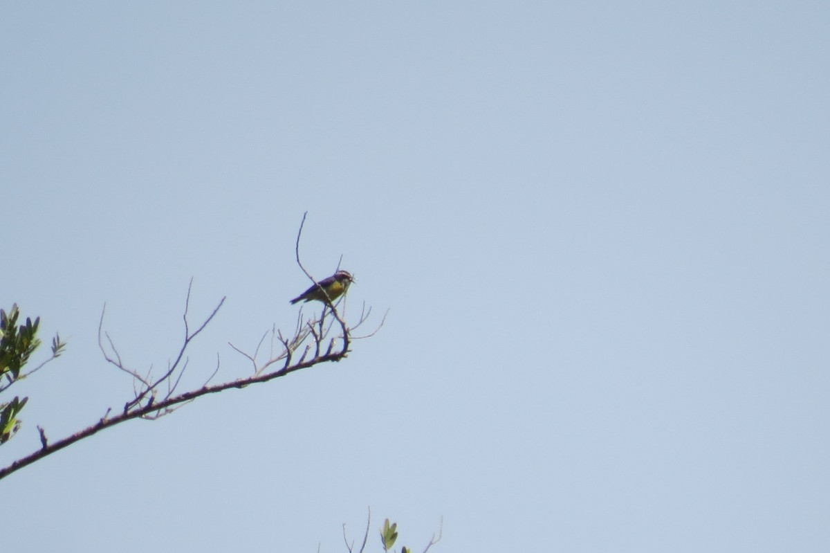 Sucrier à ventre jaune - ML642127386