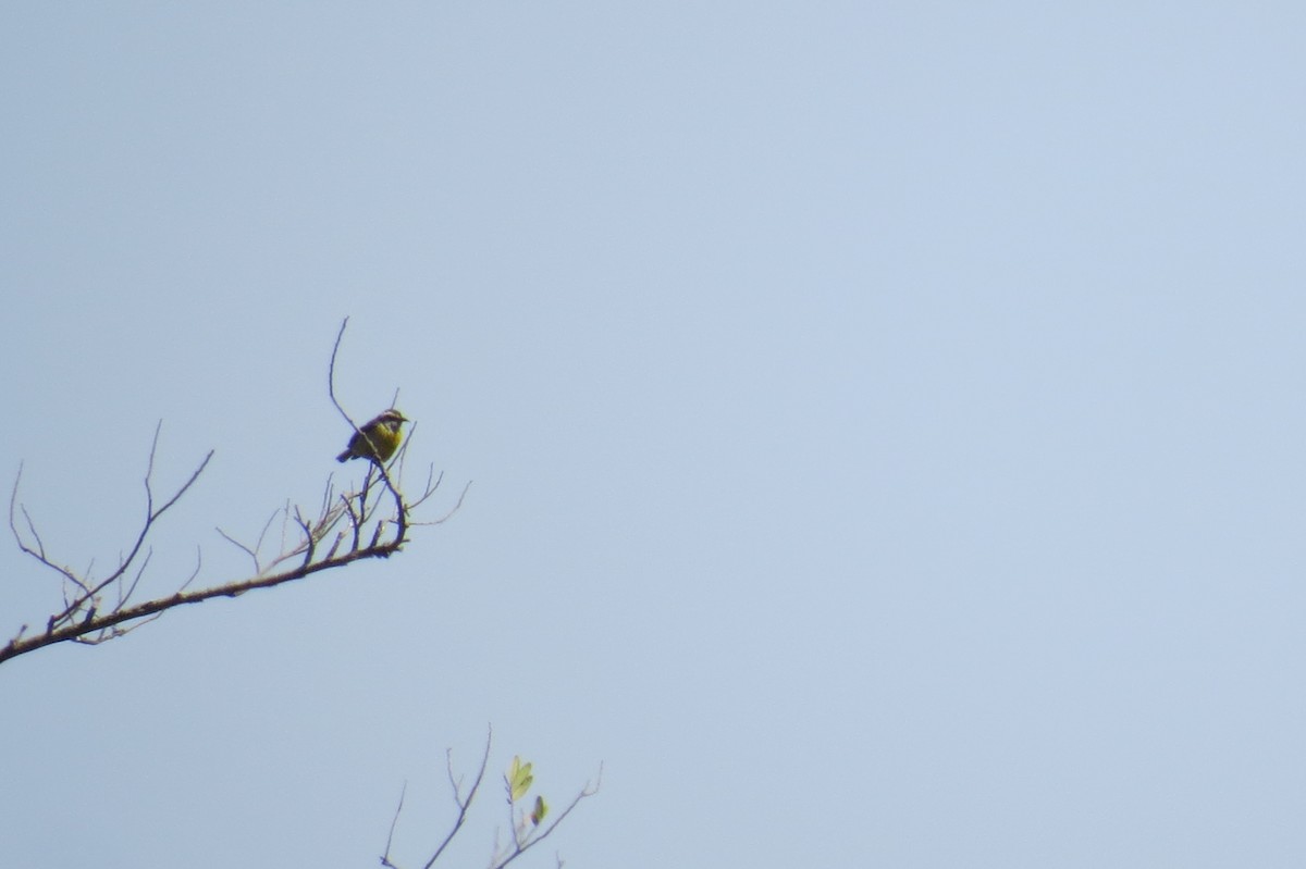 Sucrier à ventre jaune - ML642127387