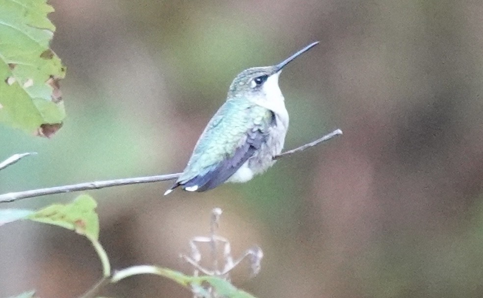 Ruby-throated Hummingbird - ML642127389