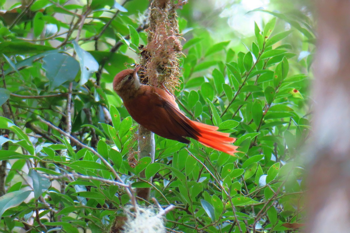 Ruddy Treerunner - ML642127392