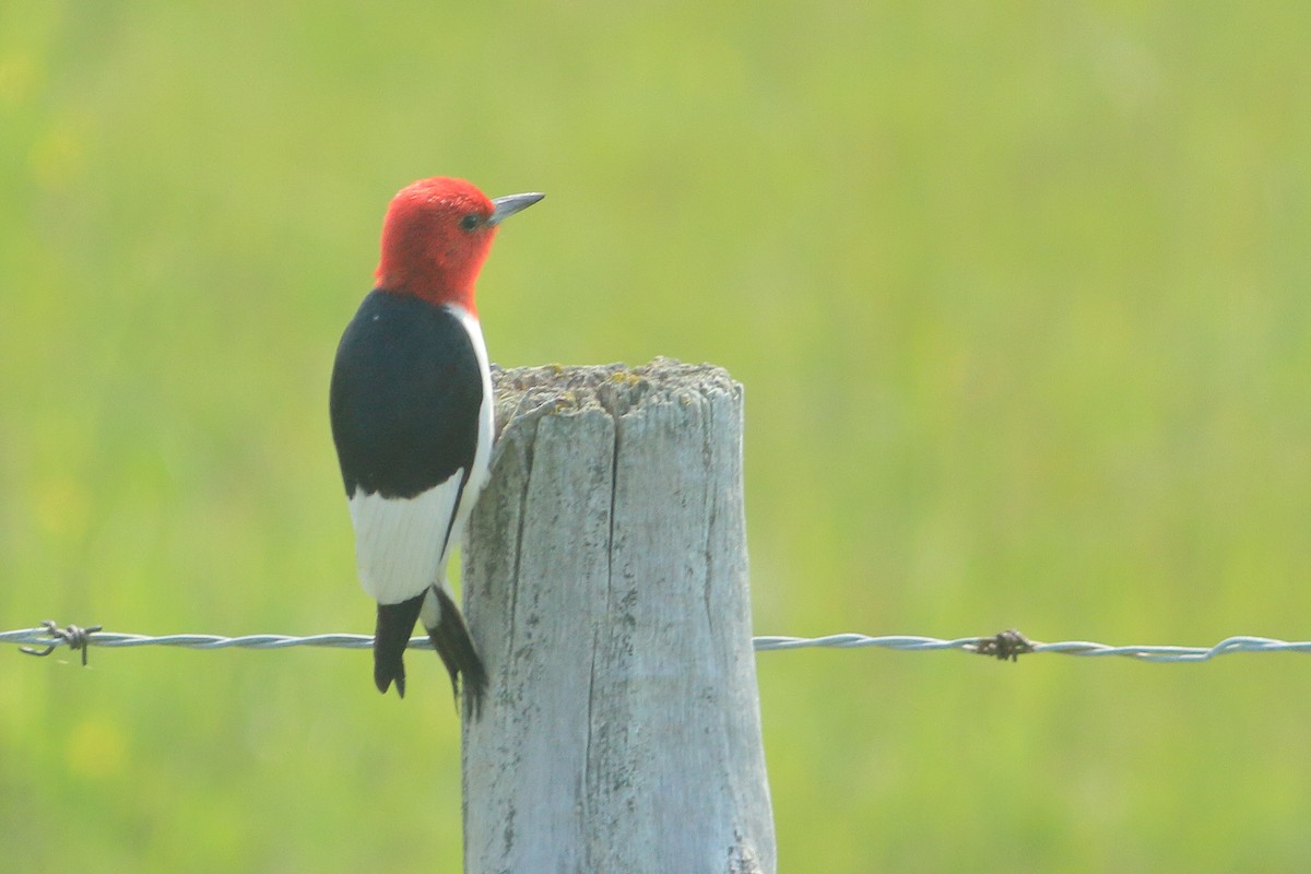 Red-headed Woodpecker - ML642127393