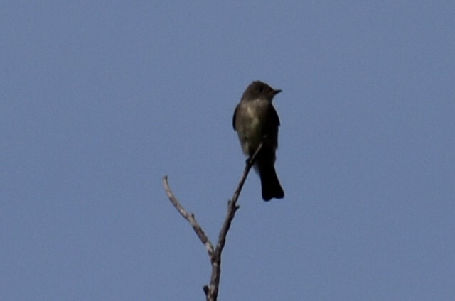 Western Wood-Pewee - ML642127394