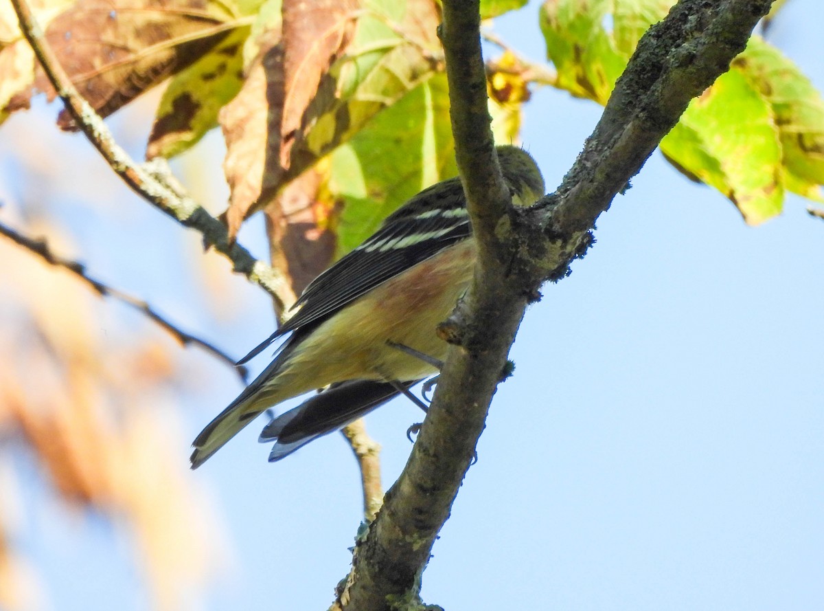 Bay-breasted Warbler - ML642127396