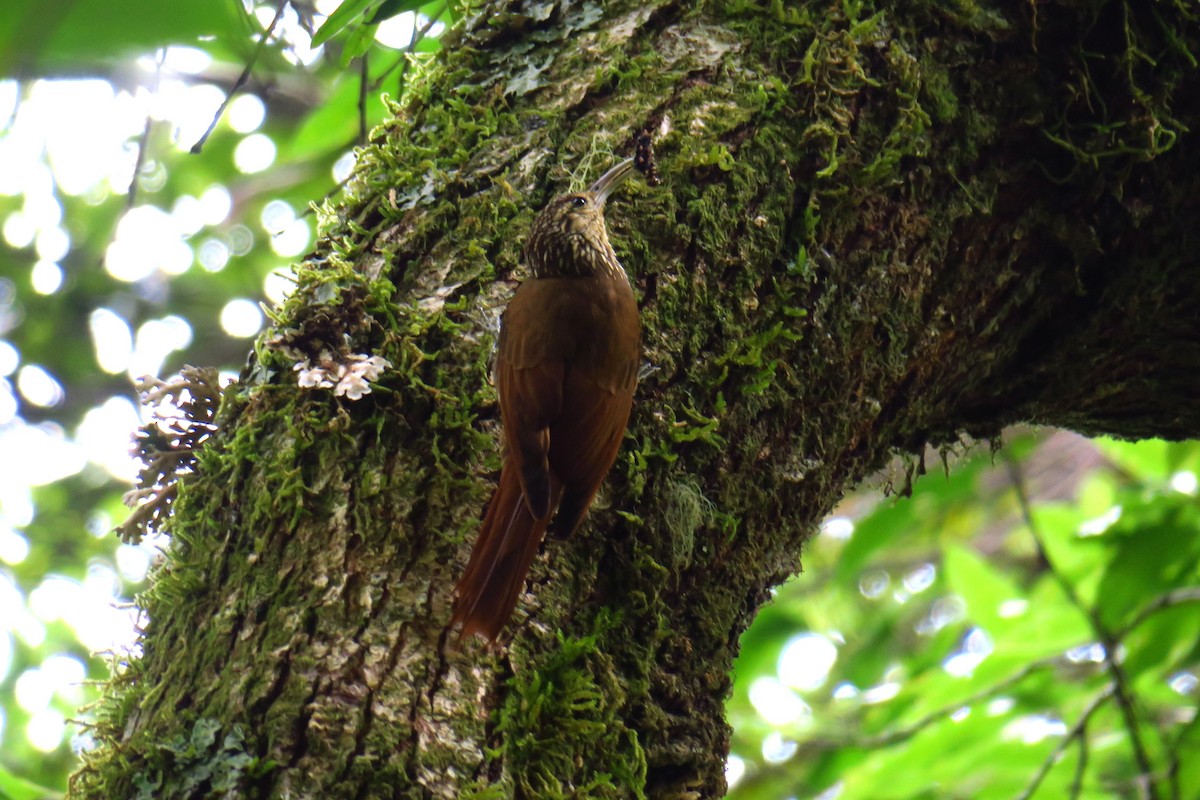 Spot-crowned Woodcreeper - ML642127400