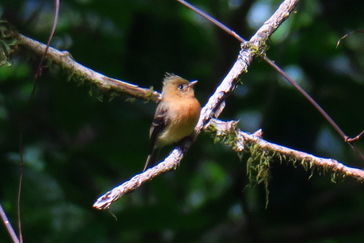 Tufted Flycatcher - ML642127404