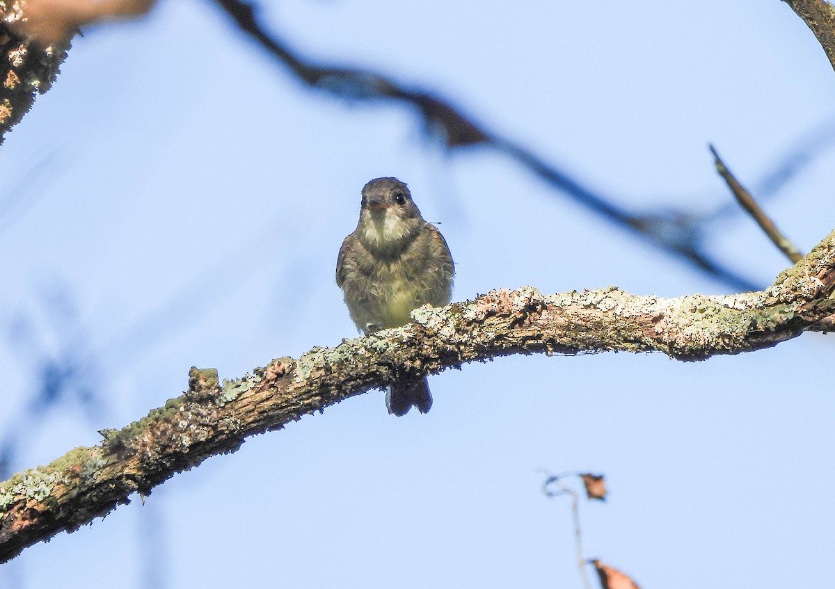 Eastern Wood-Pewee - ML642127406
