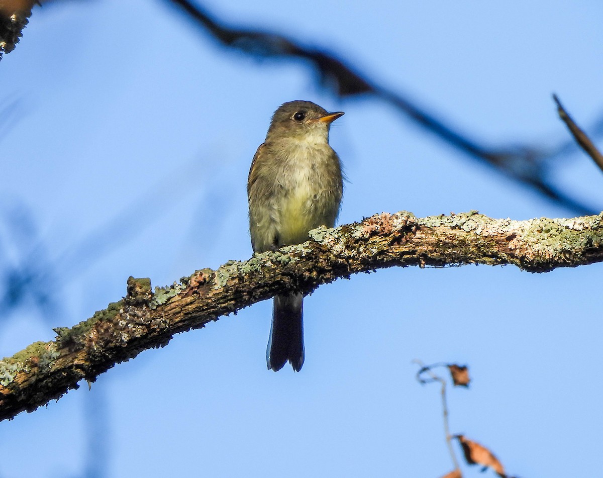 Eastern Wood-Pewee - ML642127407