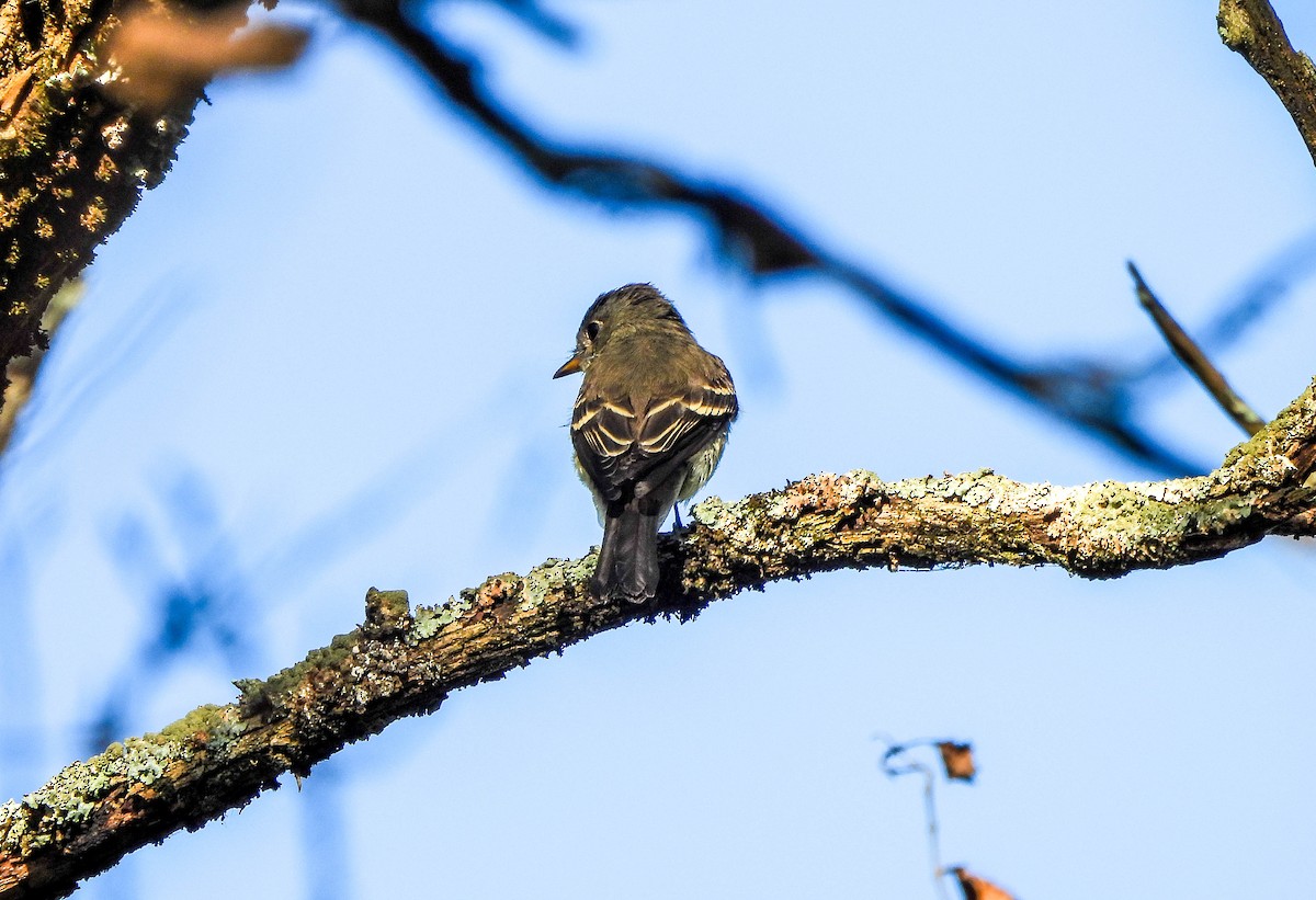 Eastern Wood-Pewee - ML642127408