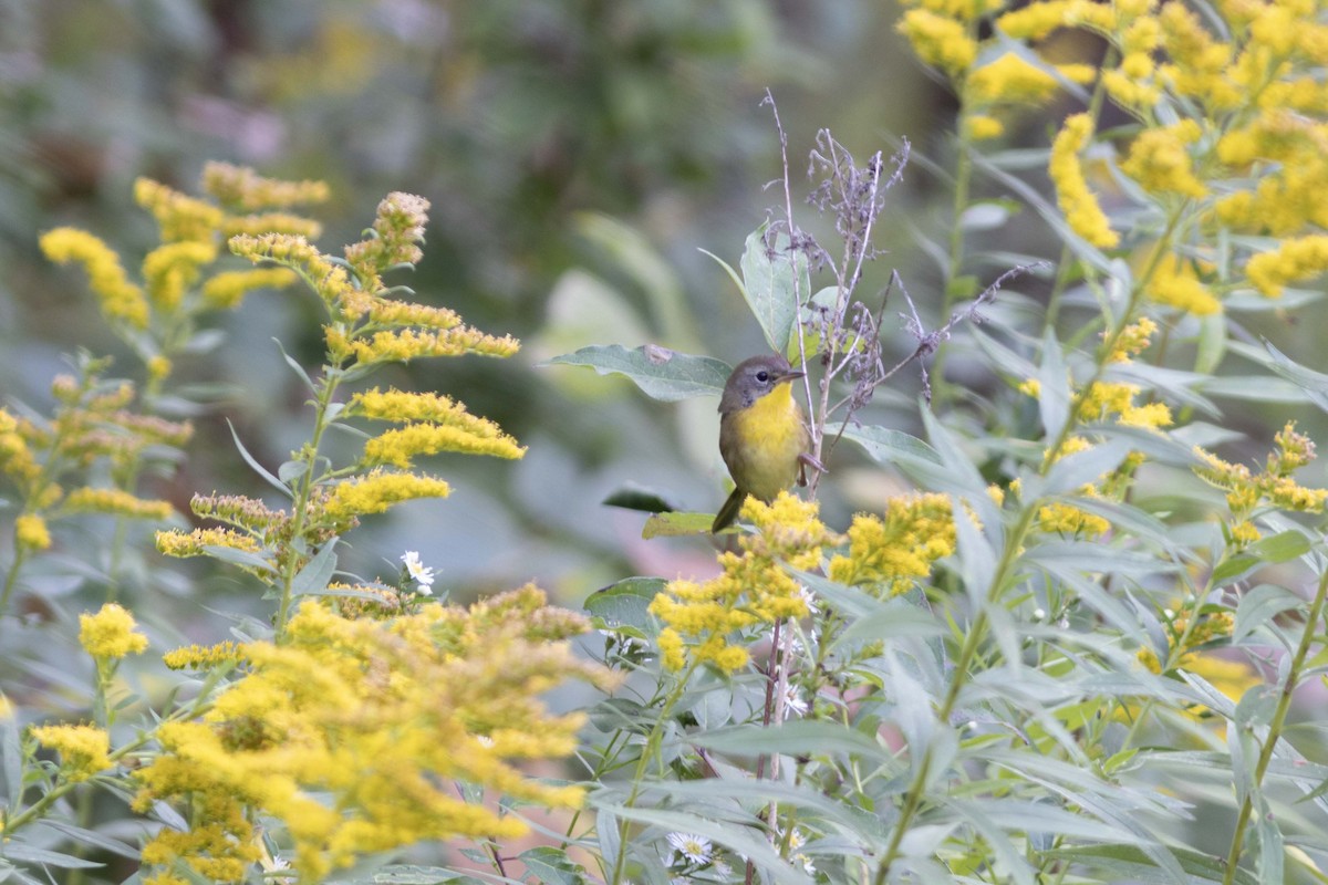 Common Yellowthroat - ML642127409
