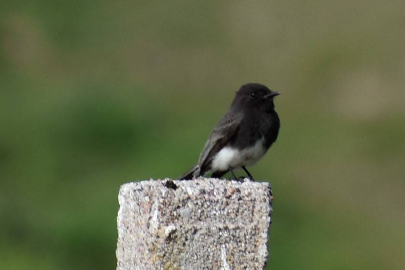 Black Phoebe - ML642127410