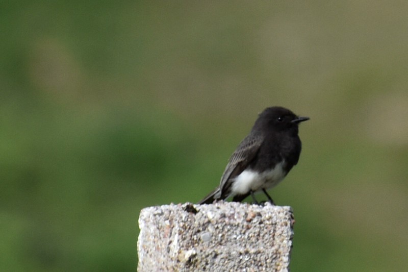 Black Phoebe - ML642127411