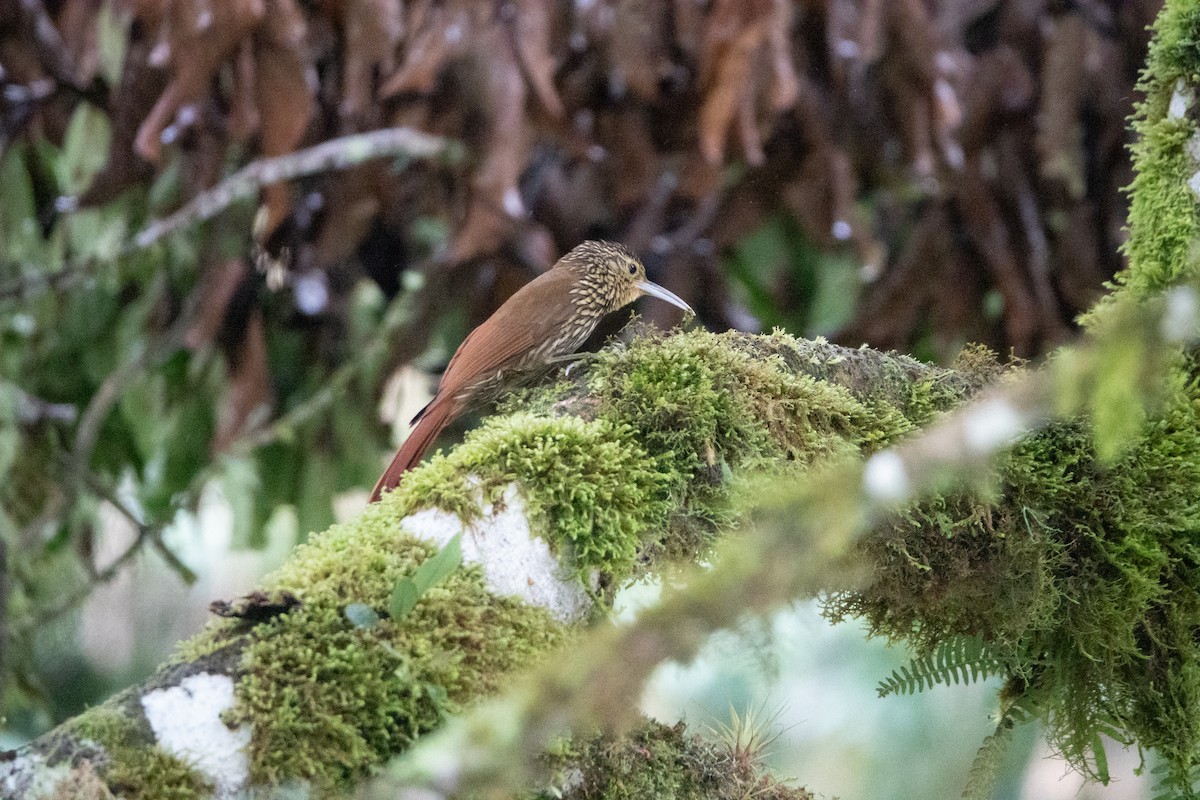 Spot-crowned Woodcreeper - ML642127412